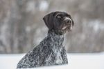SportDOG Brand No Bark 8 levels