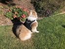 Mini GPS Cat/Dog Tracking Unit Portable Waterproof GSM Pet Tracker NEW Size:XL
