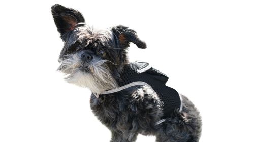 NEW Economical Pet Tracking Device Waterproof Pet Tracker GPS Dog Tracker Size:XL
