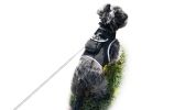 Mini GPS Cat/Dog Tracking Unit Portable Waterproof GSM Pet Tracker NEW Size:XL